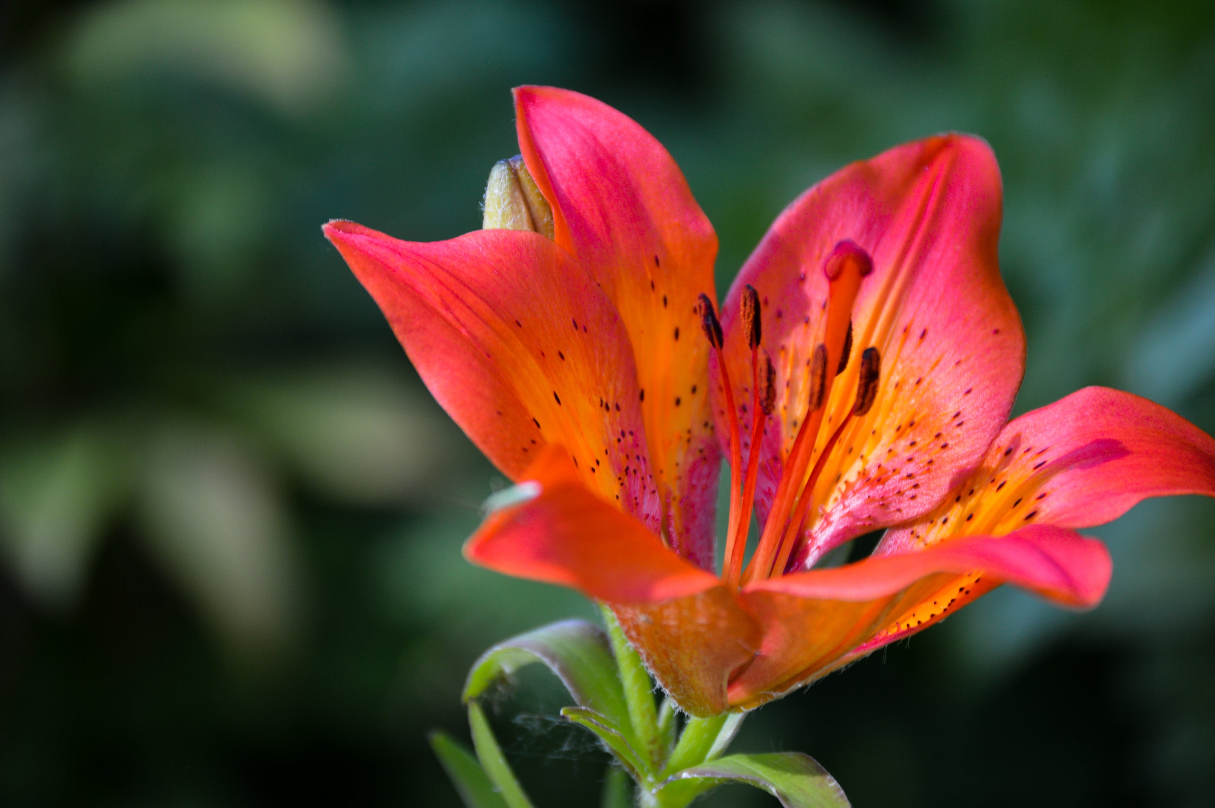 Photo Print - Wild Tiger Lily | Judy & Jean Handmade Goods
